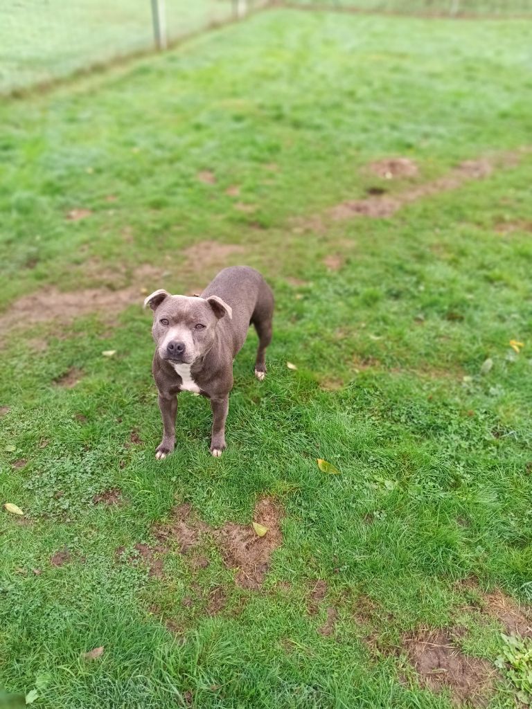 Umiya la taverne d'elit blue