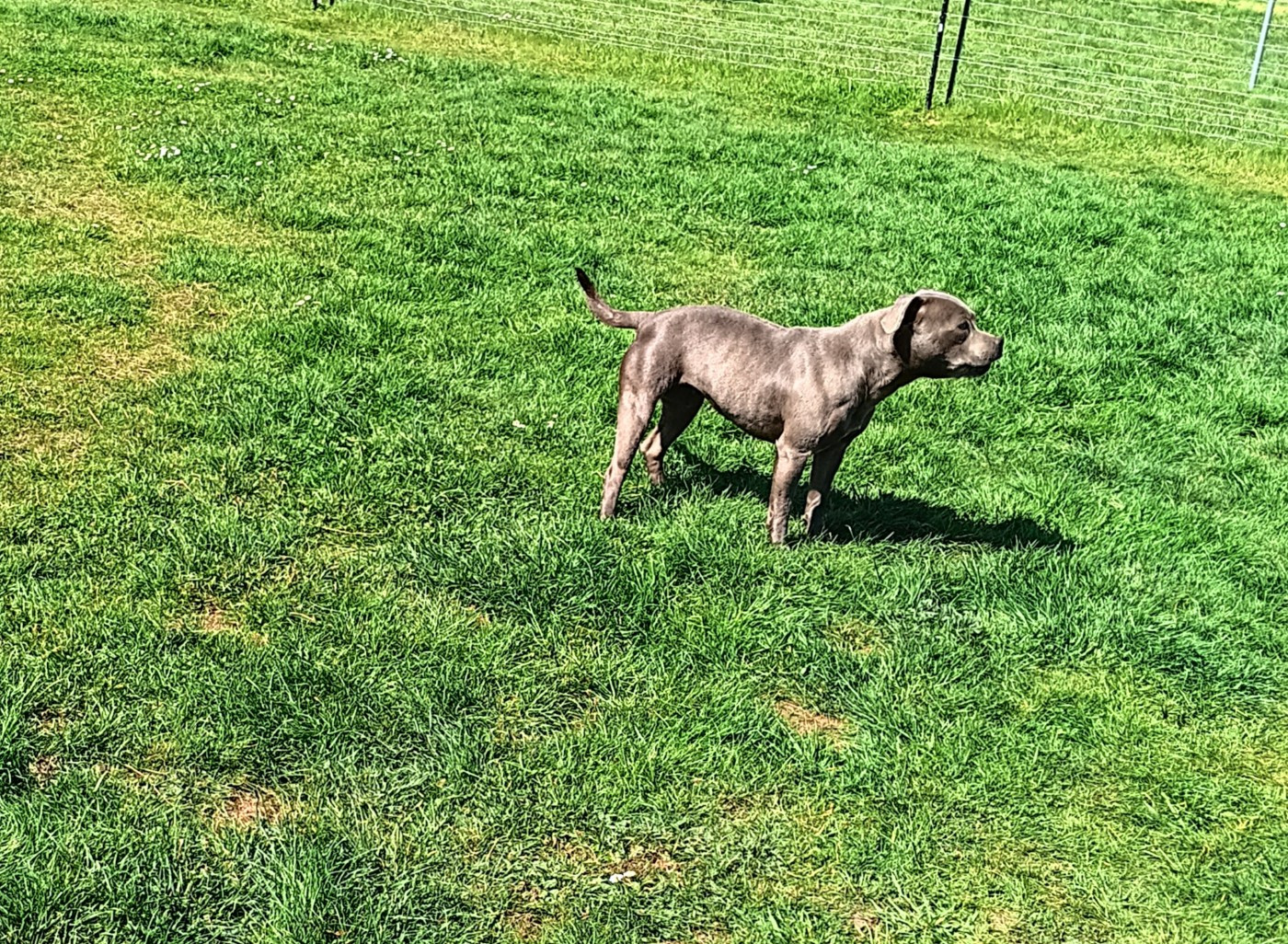 Vodka The World Of Angels White