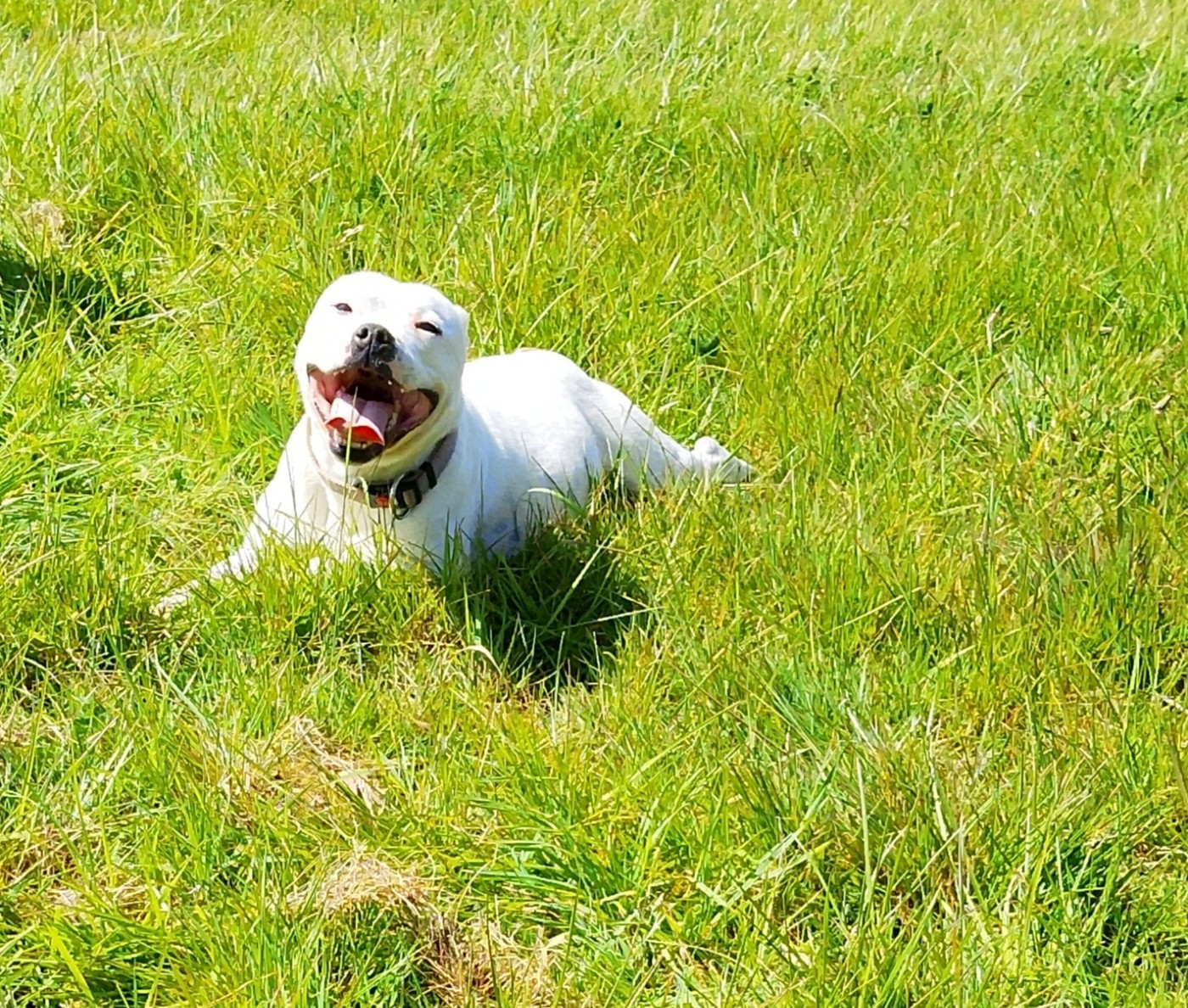 Valiant elanor brandy foot The Dark Staffords