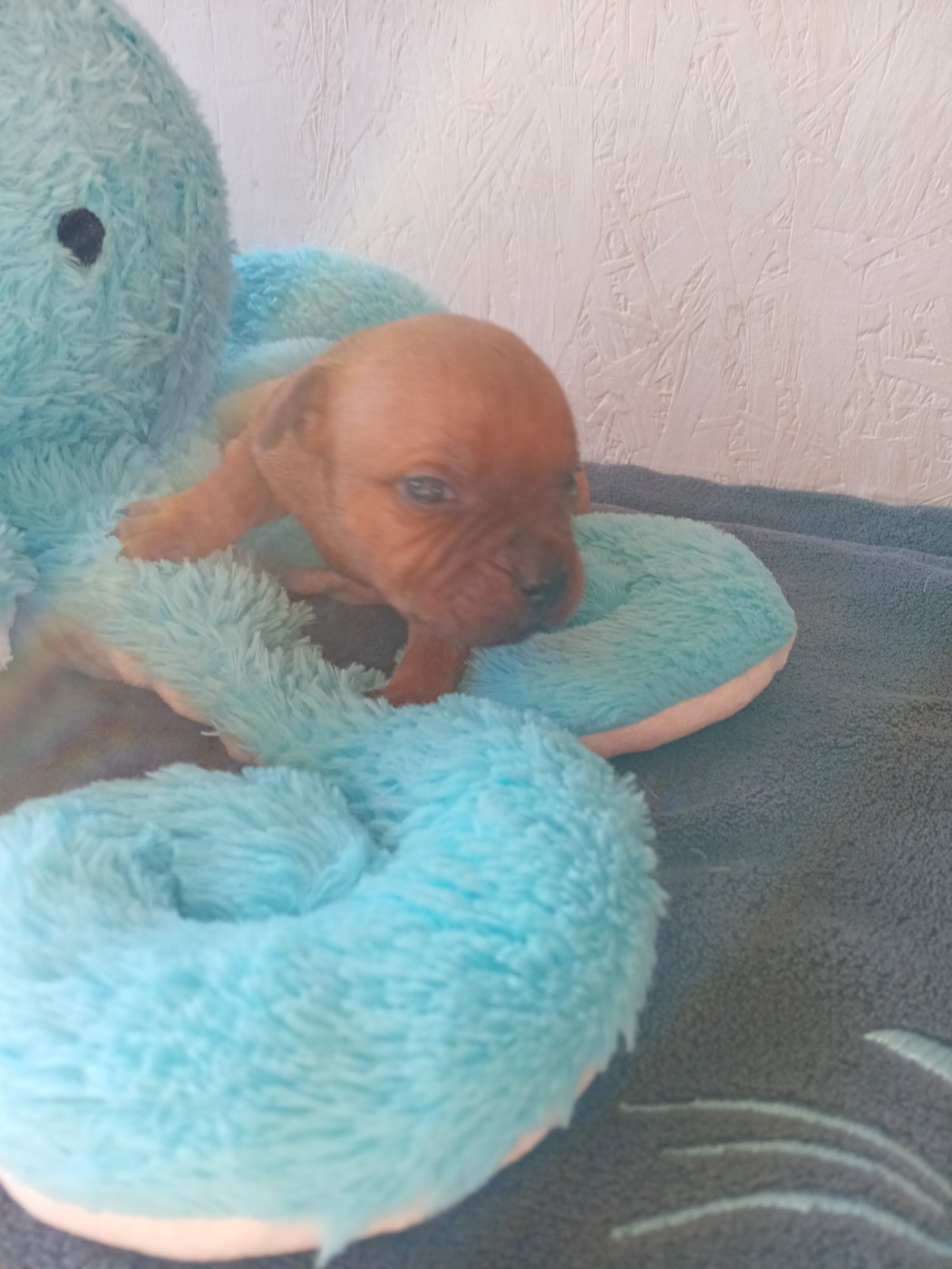 The World Of Angels White - Chiots disponibles - Staffordshire Bull Terrier