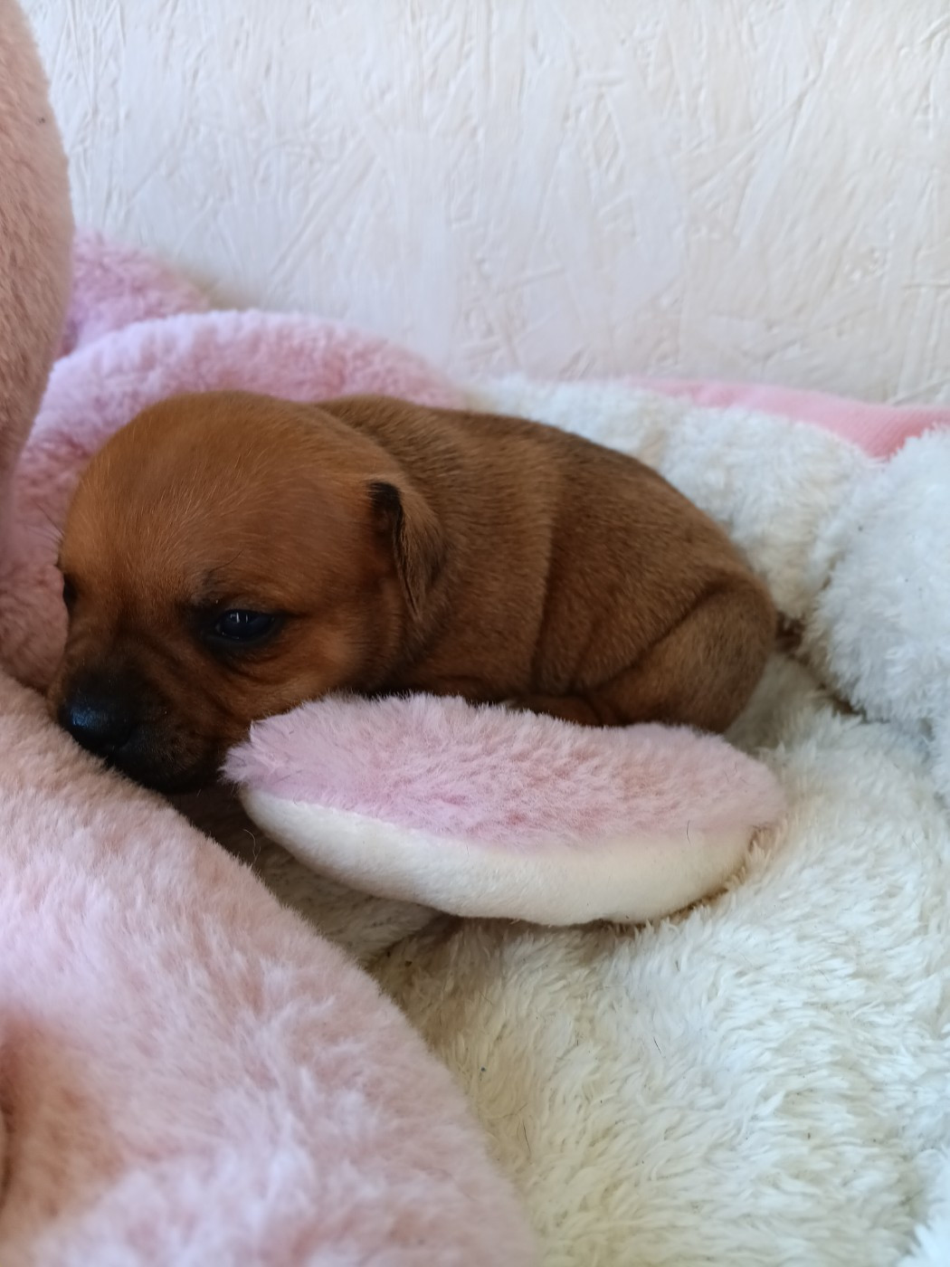 The World Of Angels White - Chiots disponibles - Staffordshire Bull Terrier