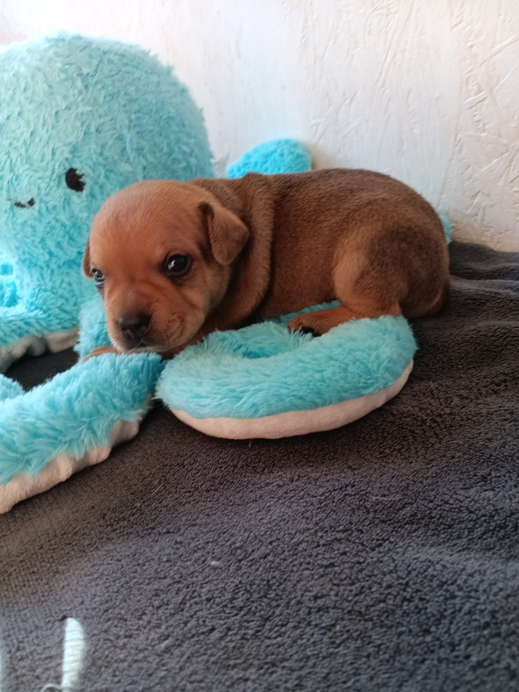 The World Of Angels White - Chiots disponibles - Staffordshire Bull Terrier