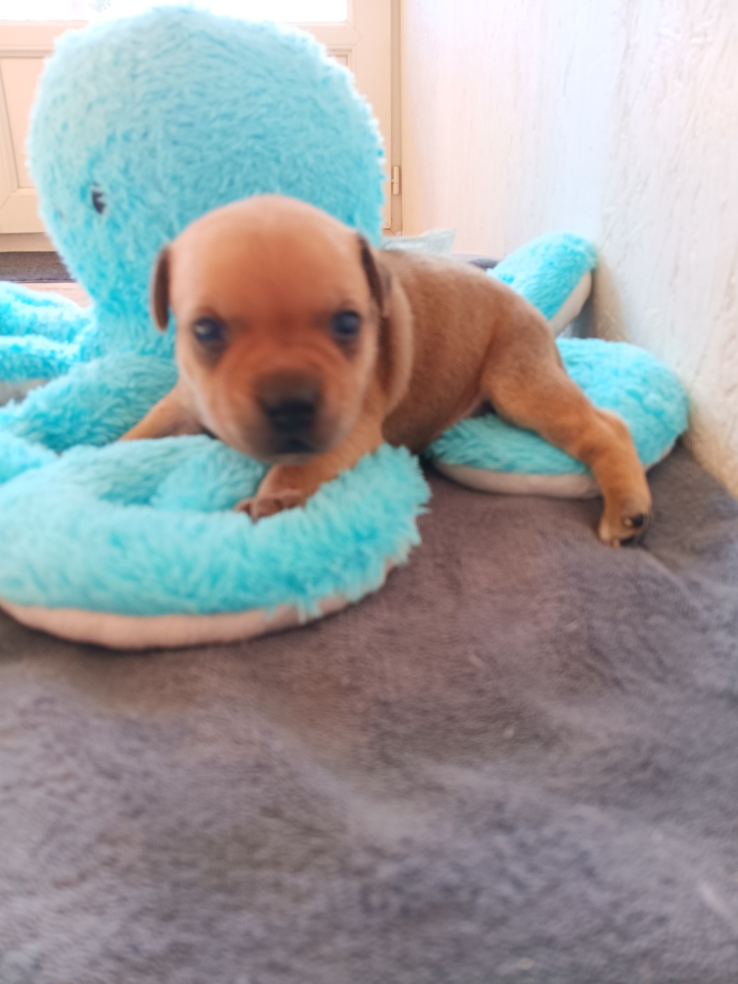 The World Of Angels White - Chiots disponibles - Staffordshire Bull Terrier