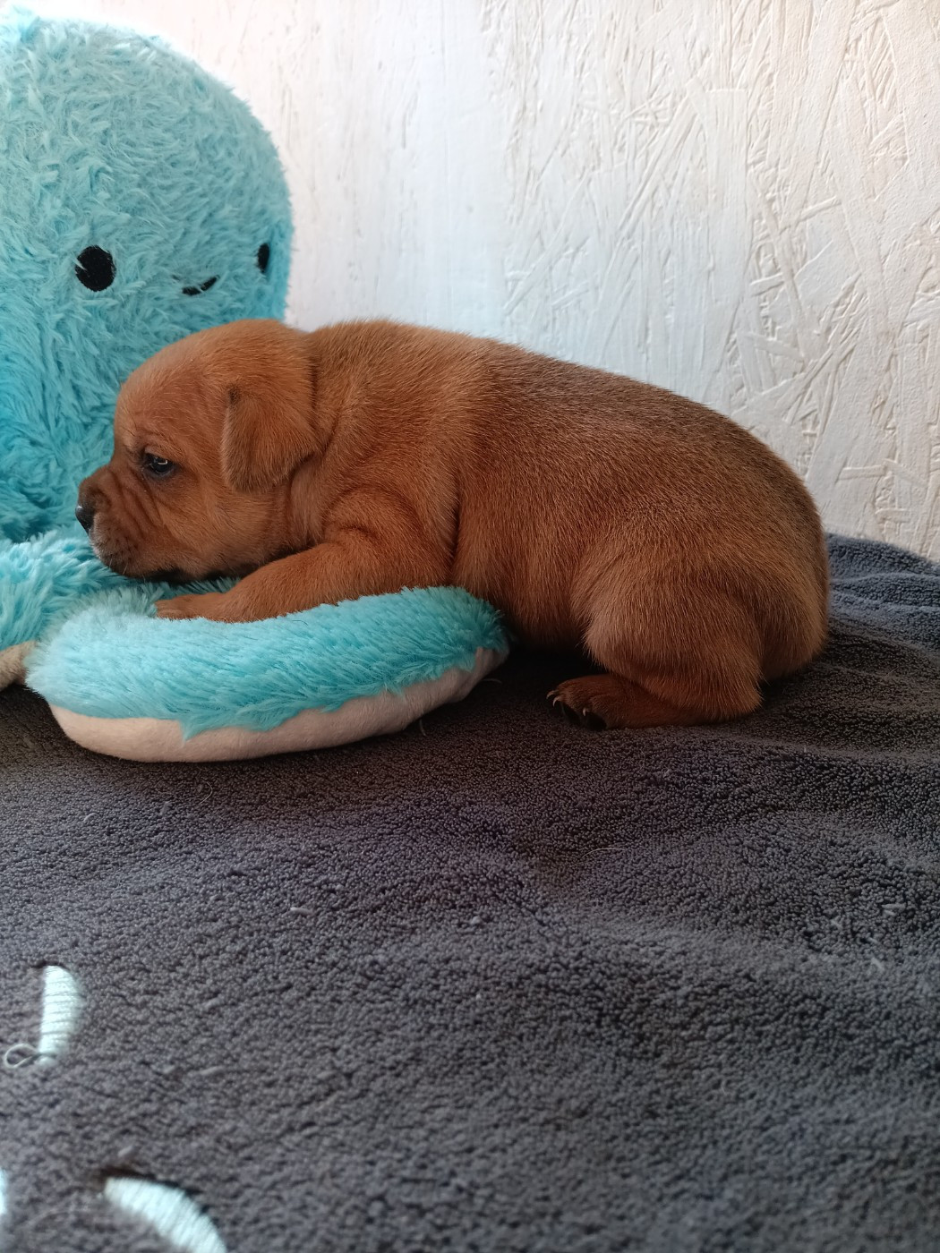 The World Of Angels White - Chiots disponibles - Staffordshire Bull Terrier