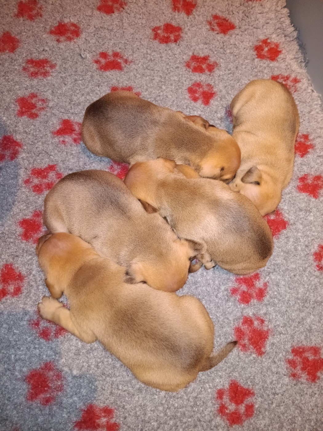 Chiot Staffordshire Bull Terrier The World Of Angels White