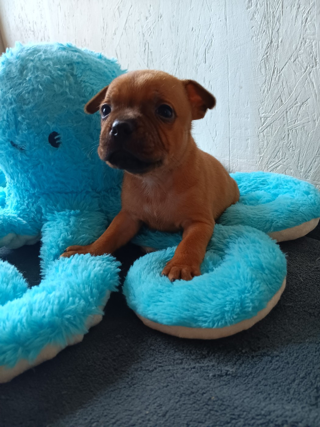 The World Of Angels White - Chiots disponibles - Staffordshire Bull Terrier