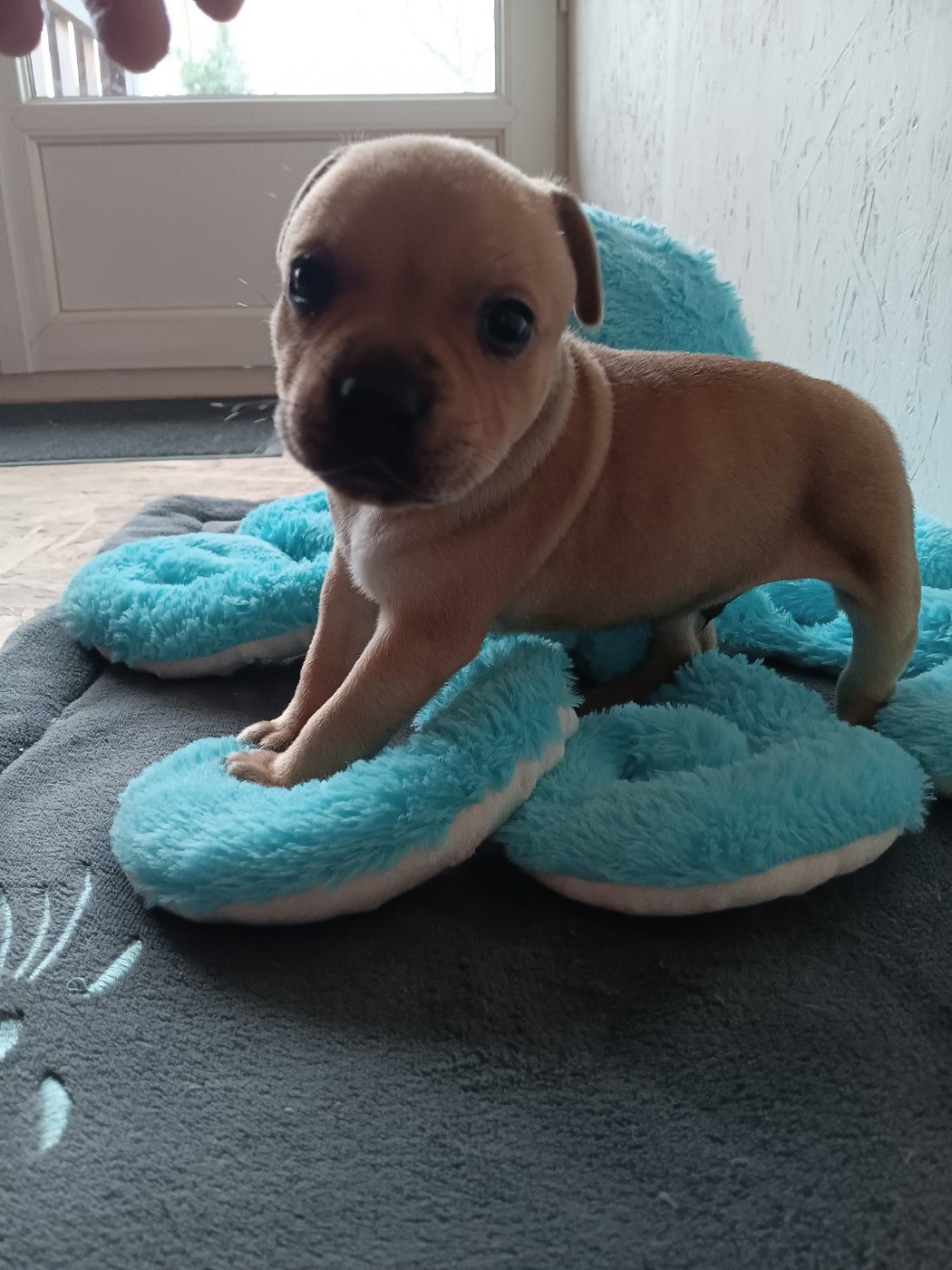 The World Of Angels White - Chiots disponibles - Staffordshire Bull Terrier