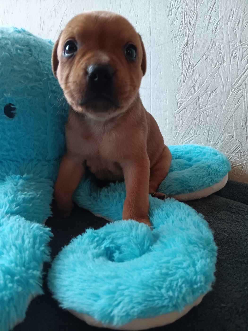 The World Of Angels White - Chiots disponibles - Staffordshire Bull Terrier