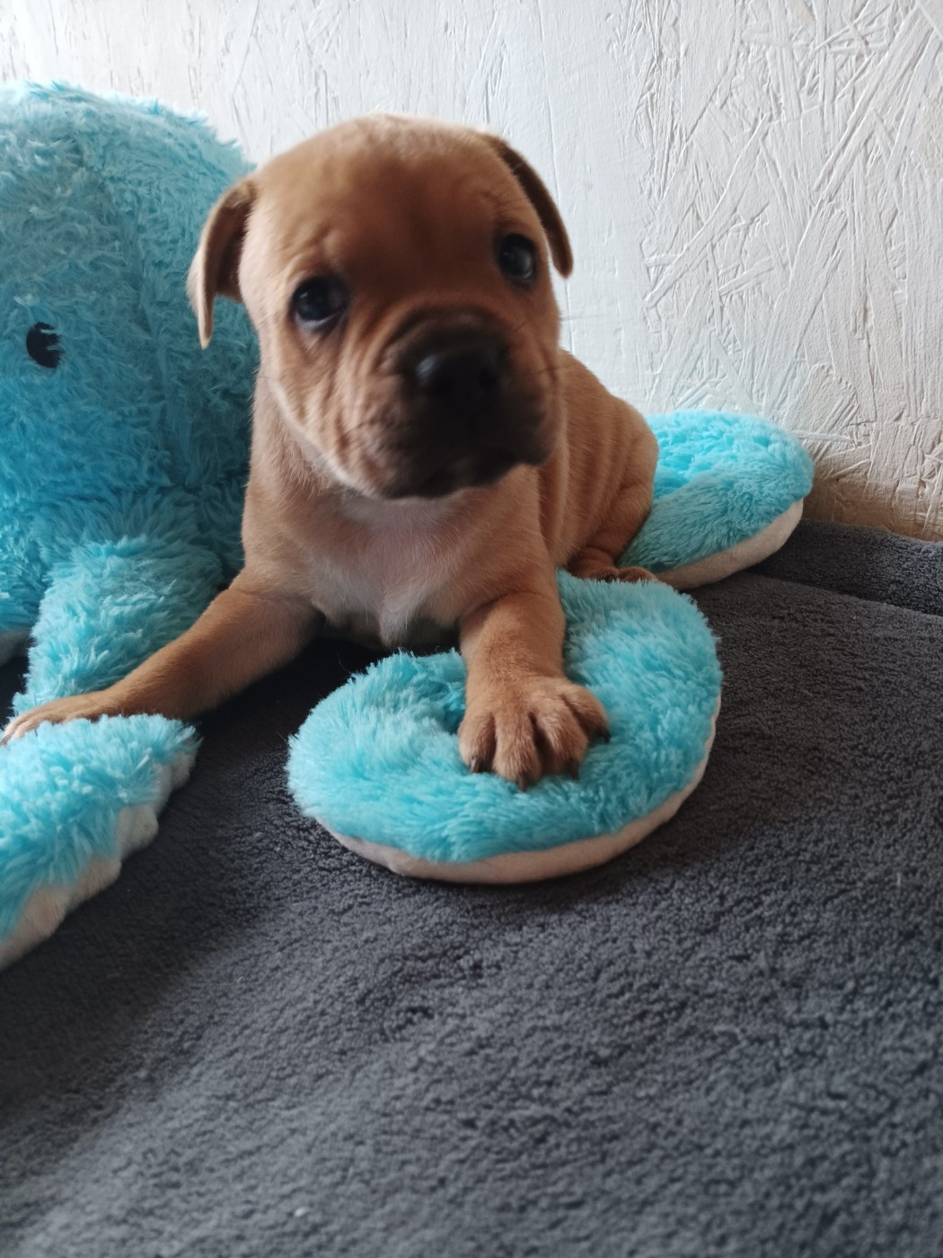 The World Of Angels White - Chiots disponibles - Staffordshire Bull Terrier