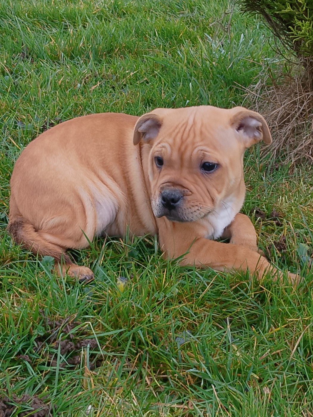 The World Of Angels White - Chiots disponibles - Staffordshire Bull Terrier
