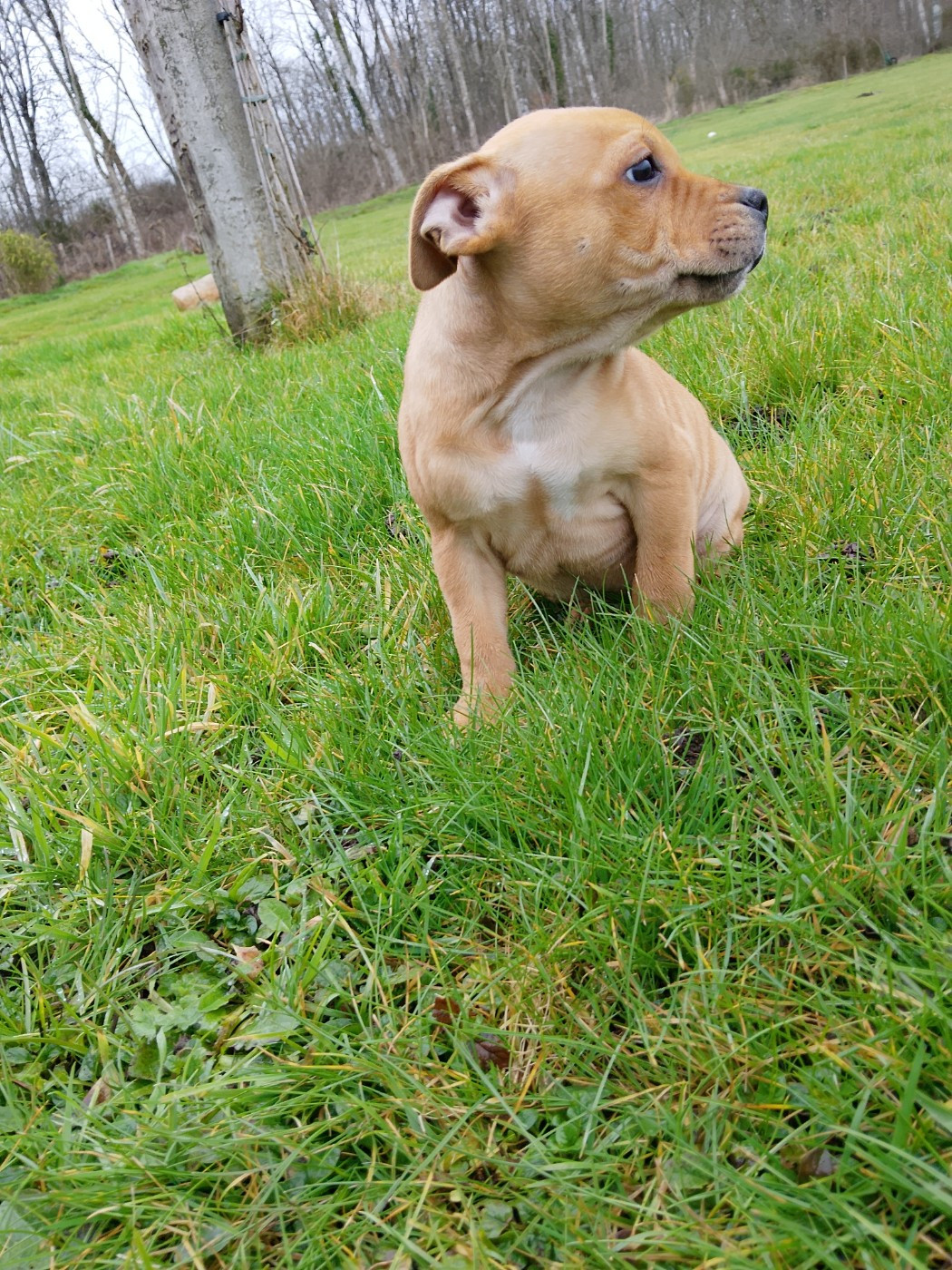 The World Of Angels White - Chiots disponibles - Staffordshire Bull Terrier