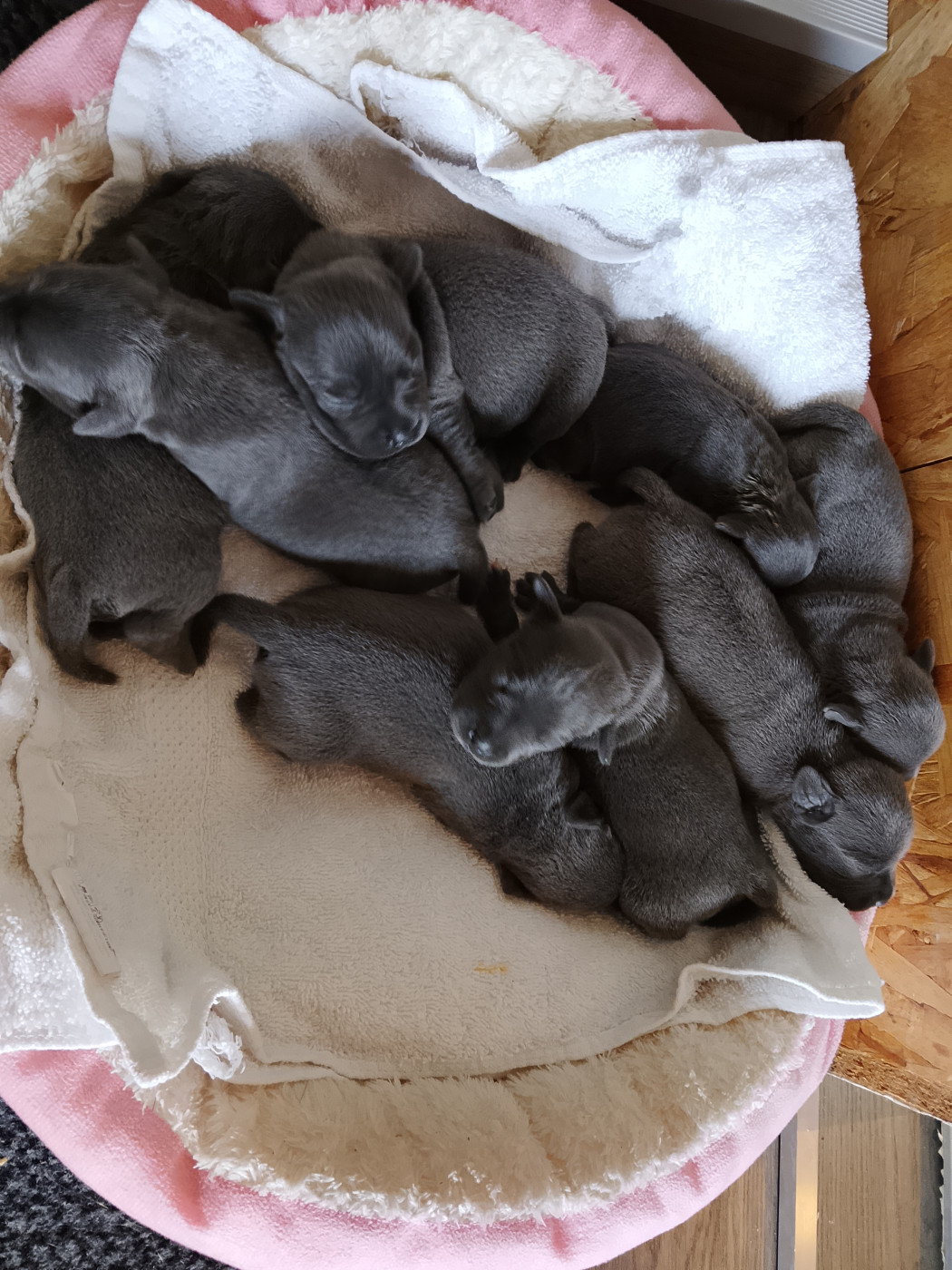 Chiot Staffordshire Bull Terrier The World Of Angels White