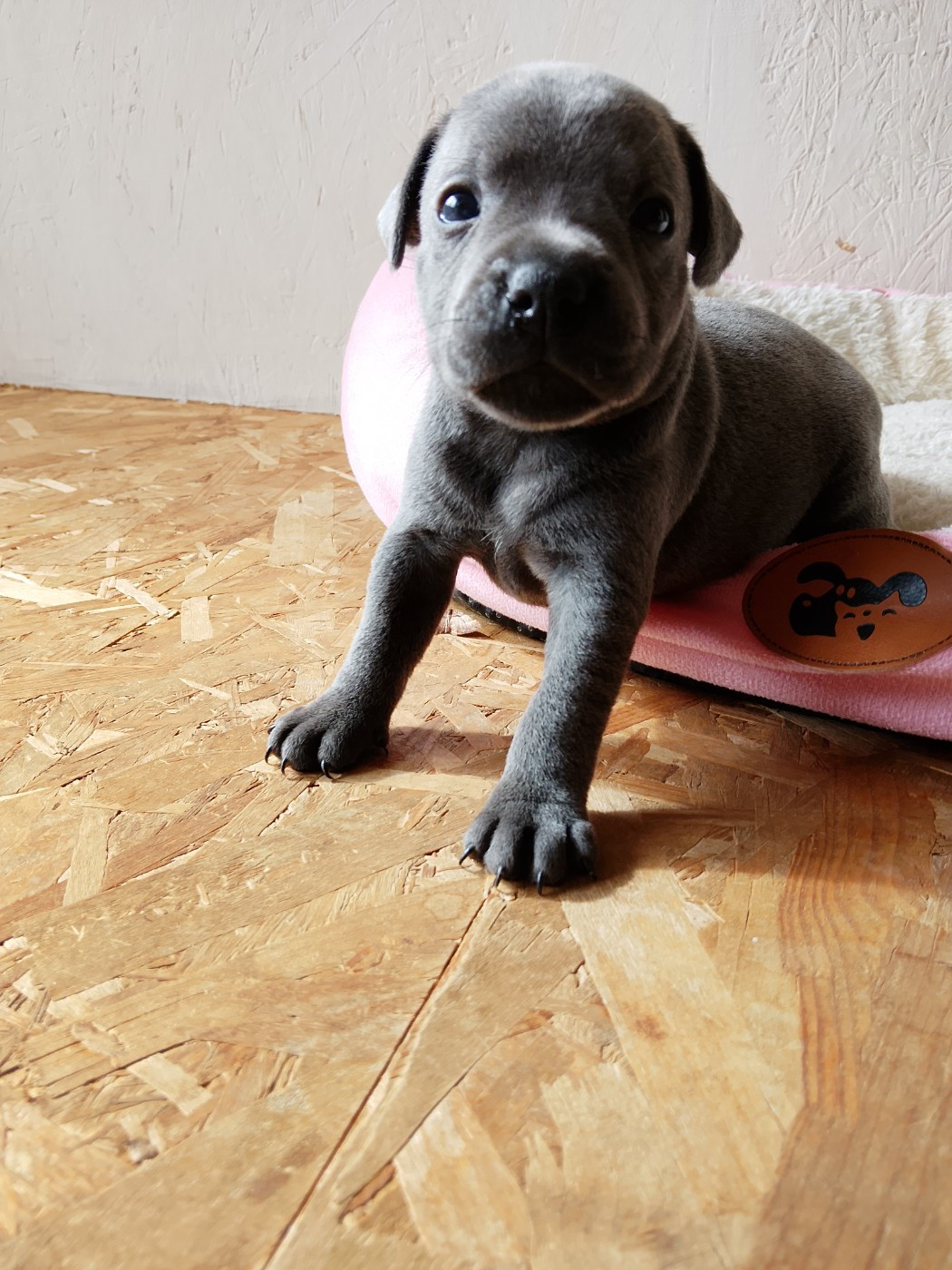 The World Of Angels White - Chiots disponibles - Staffordshire Bull Terrier