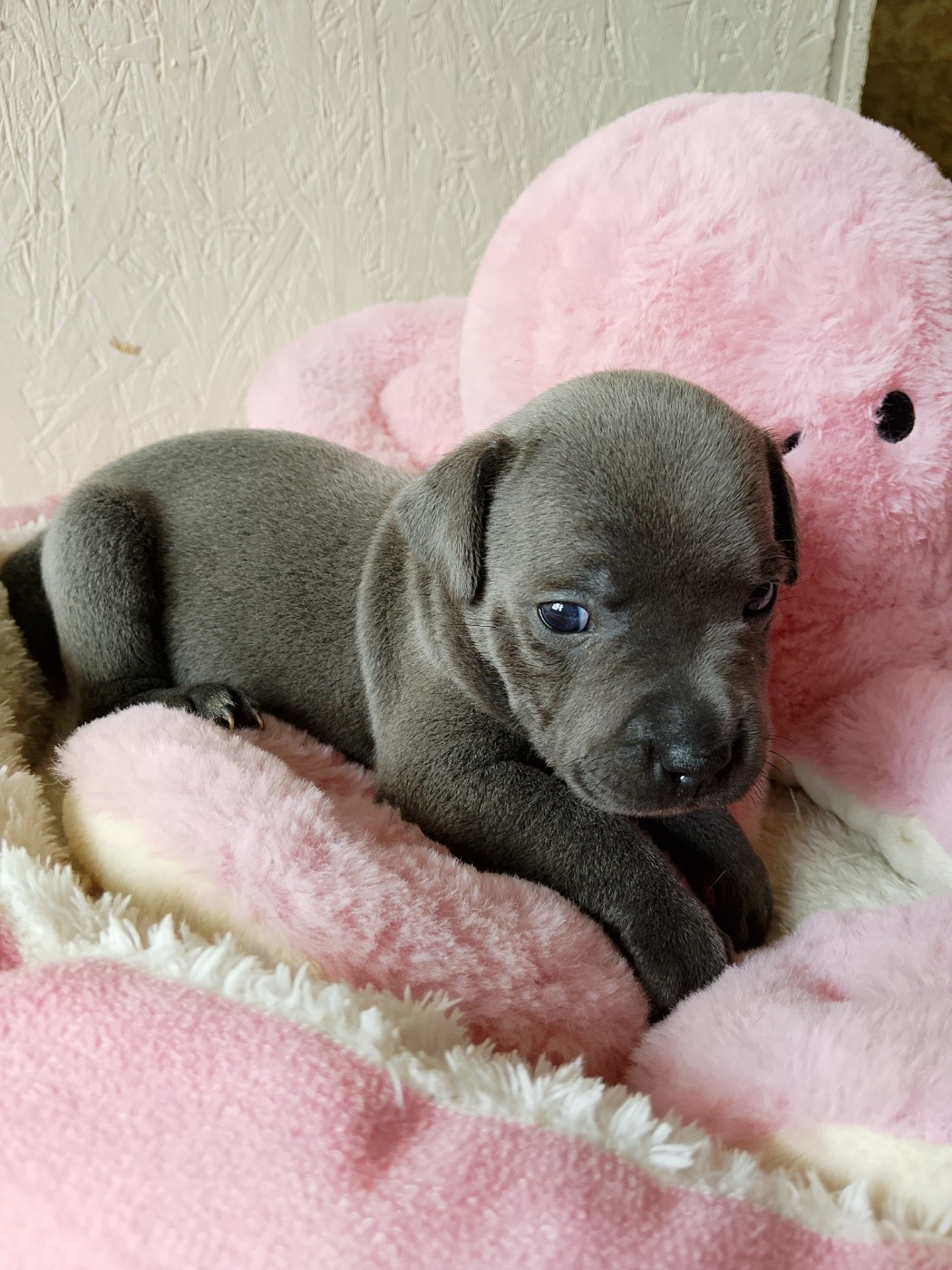 The World Of Angels White - Chiots disponibles - Staffordshire Bull Terrier