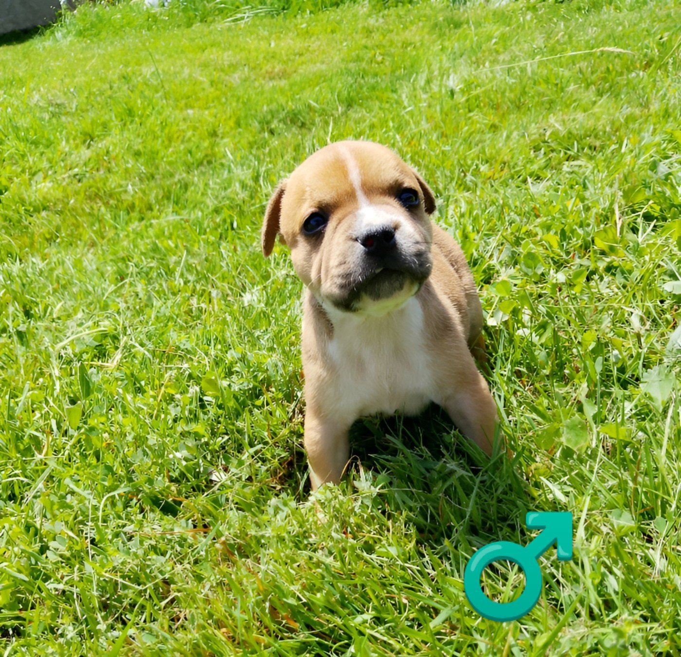 The World Of Angels White - Chiots disponibles - Staffordshire Bull Terrier