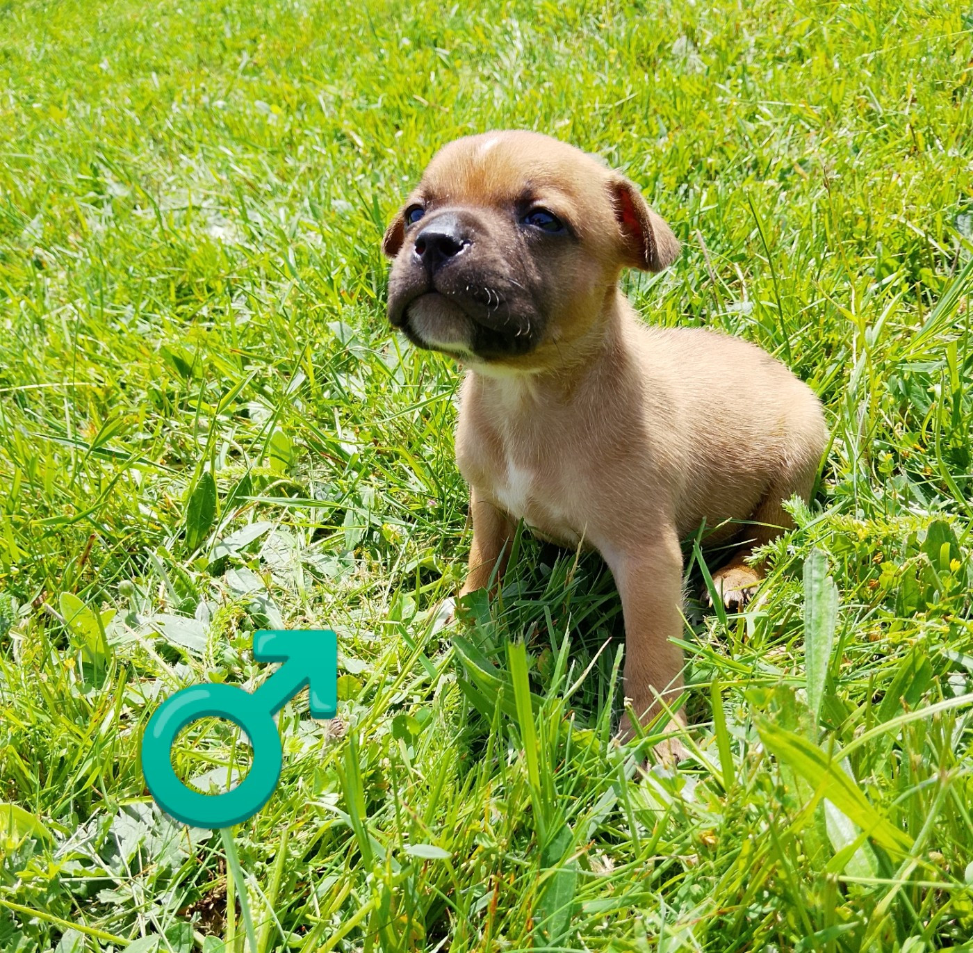 The World Of Angels White - Chiots disponibles - Staffordshire Bull Terrier