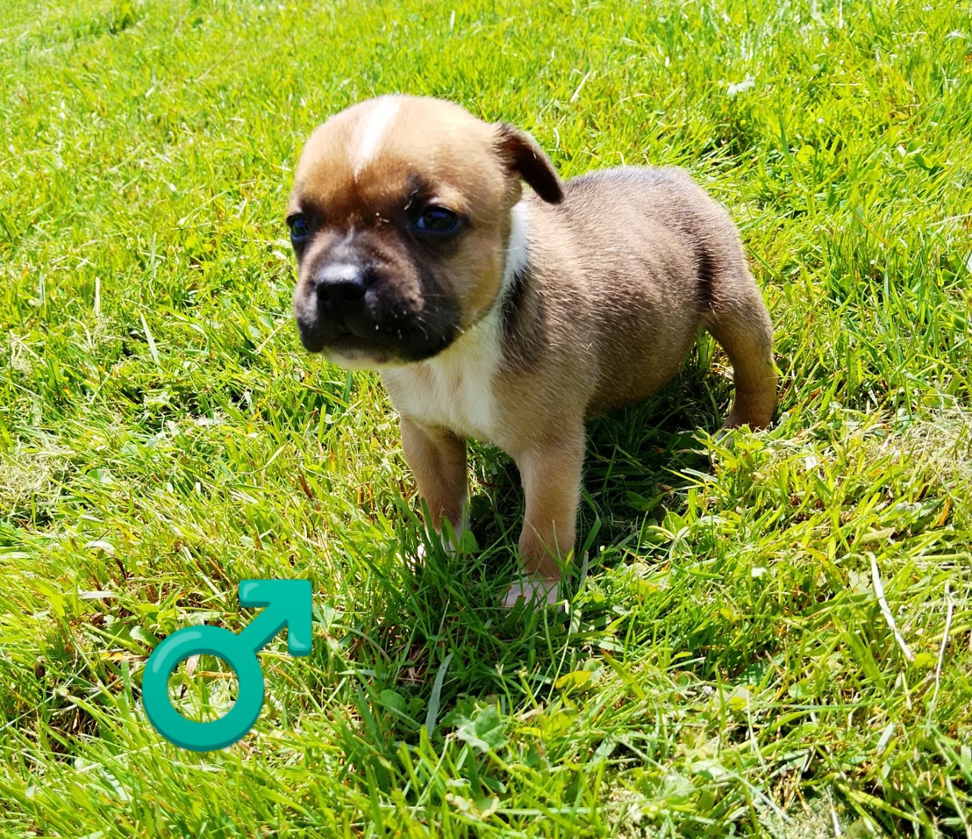 The World Of Angels White - Chiots disponibles - Staffordshire Bull Terrier