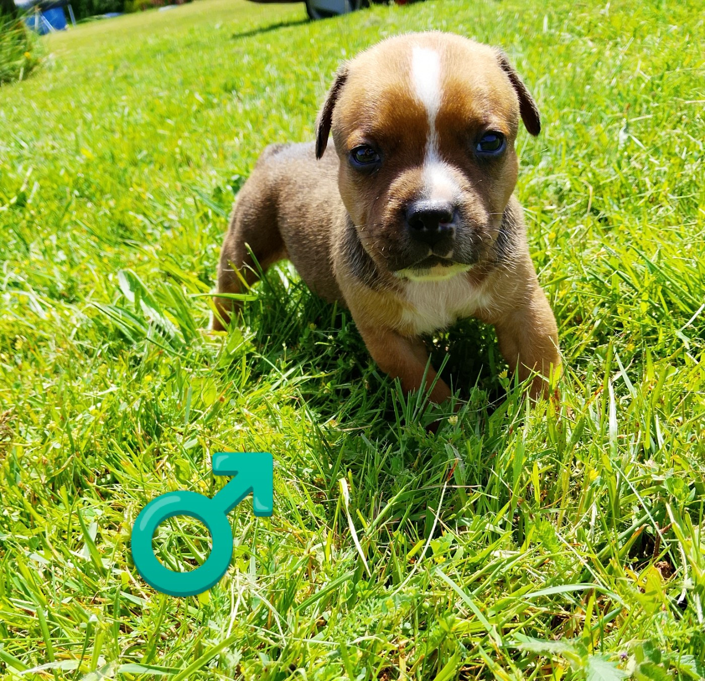 The World Of Angels White - Chiots disponibles - Staffordshire Bull Terrier