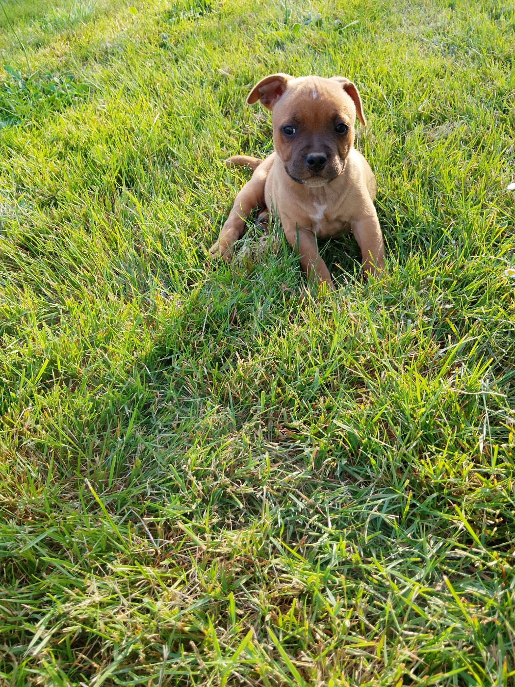 The World Of Angels White - Chiots disponibles - Staffordshire Bull Terrier