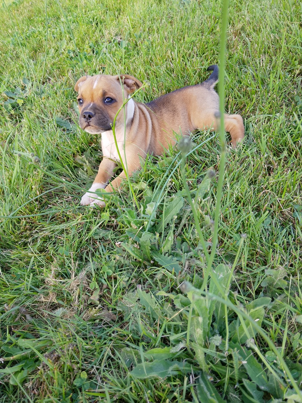 The World Of Angels White - Chiots disponibles - Staffordshire Bull Terrier