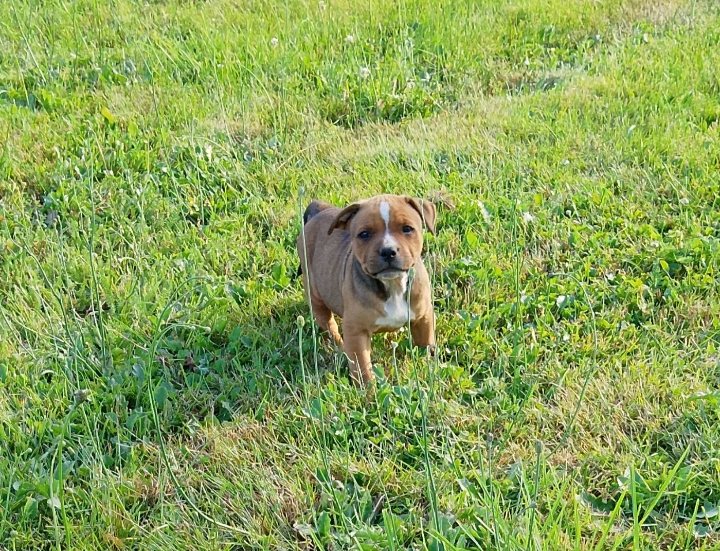 The World Of Angels White - Chiots disponibles - Staffordshire Bull Terrier