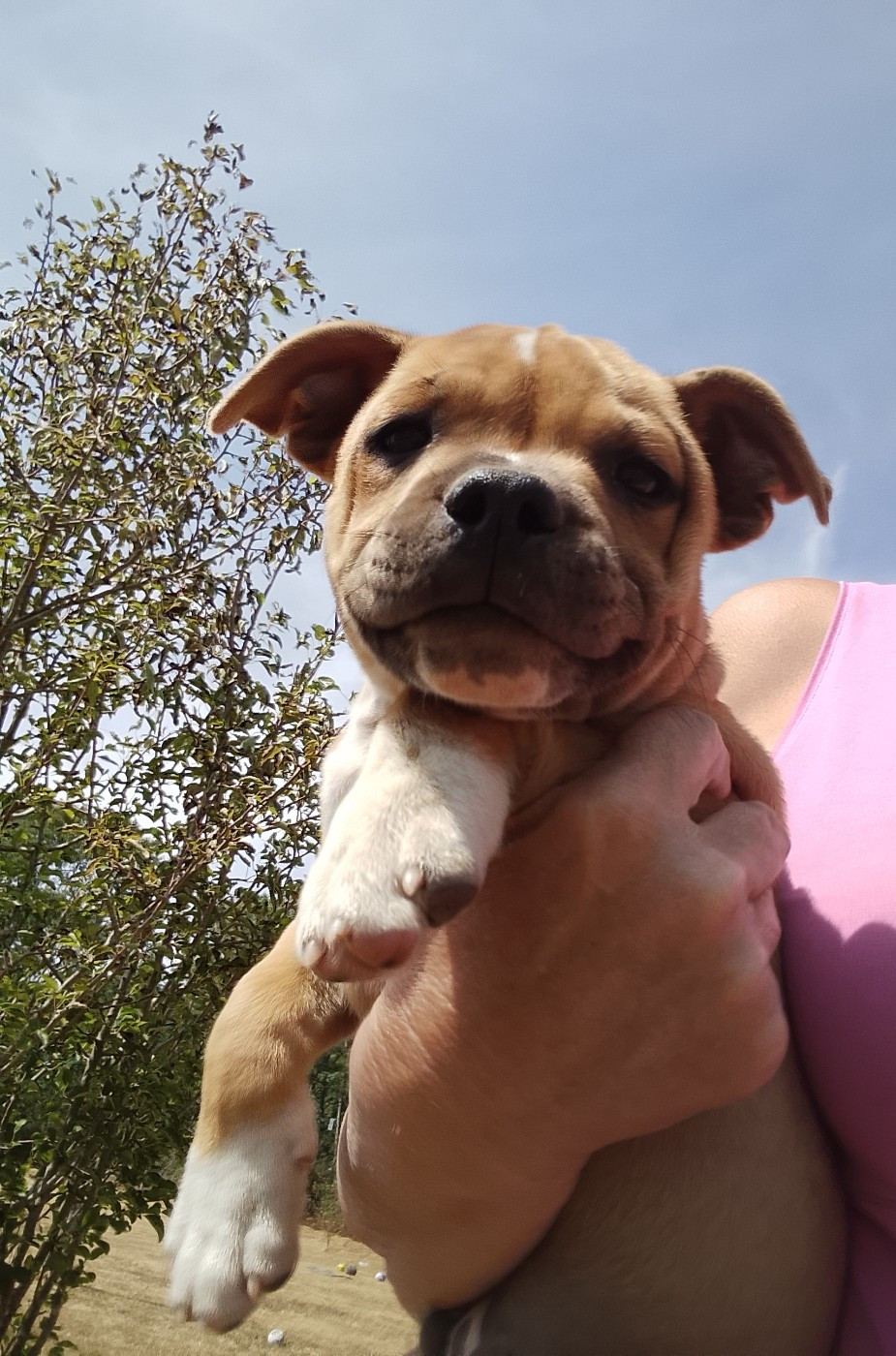 The World Of Angels White - Chiots disponibles - Staffordshire Bull Terrier