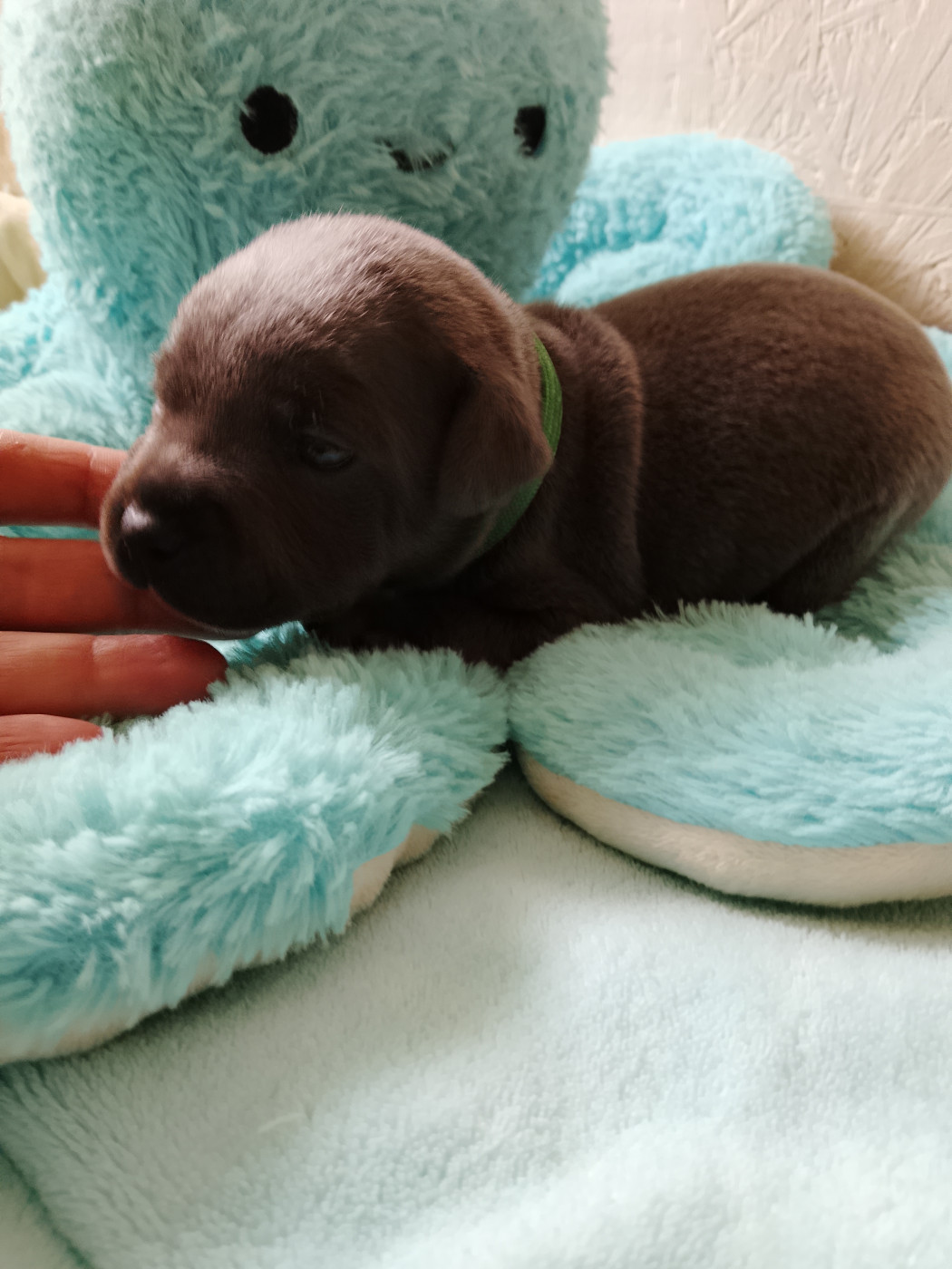 The World Of Angels White - Chiots disponibles - Staffordshire Bull Terrier