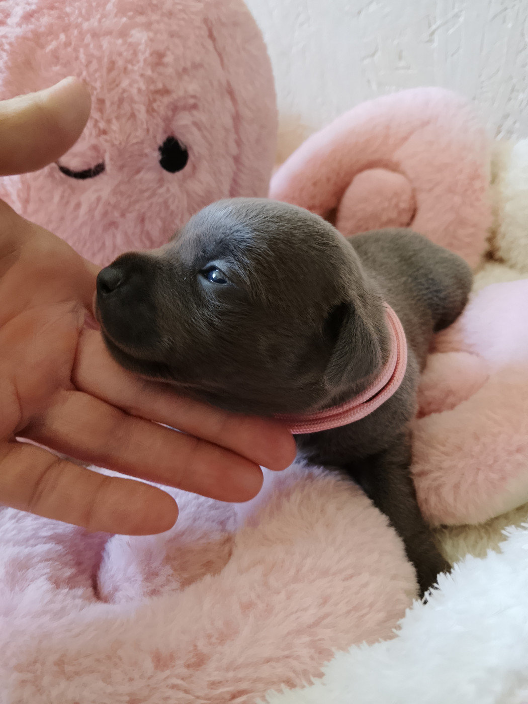 The World Of Angels White - Chiots disponibles - Staffordshire Bull Terrier