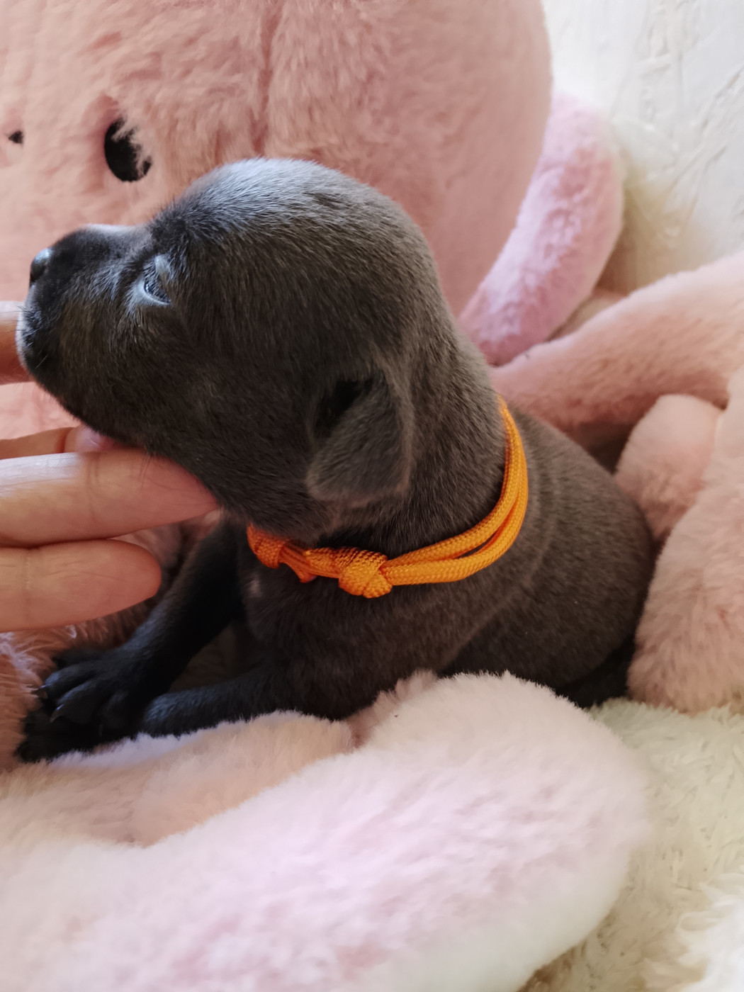 The World Of Angels White - Chiots disponibles - Staffordshire Bull Terrier