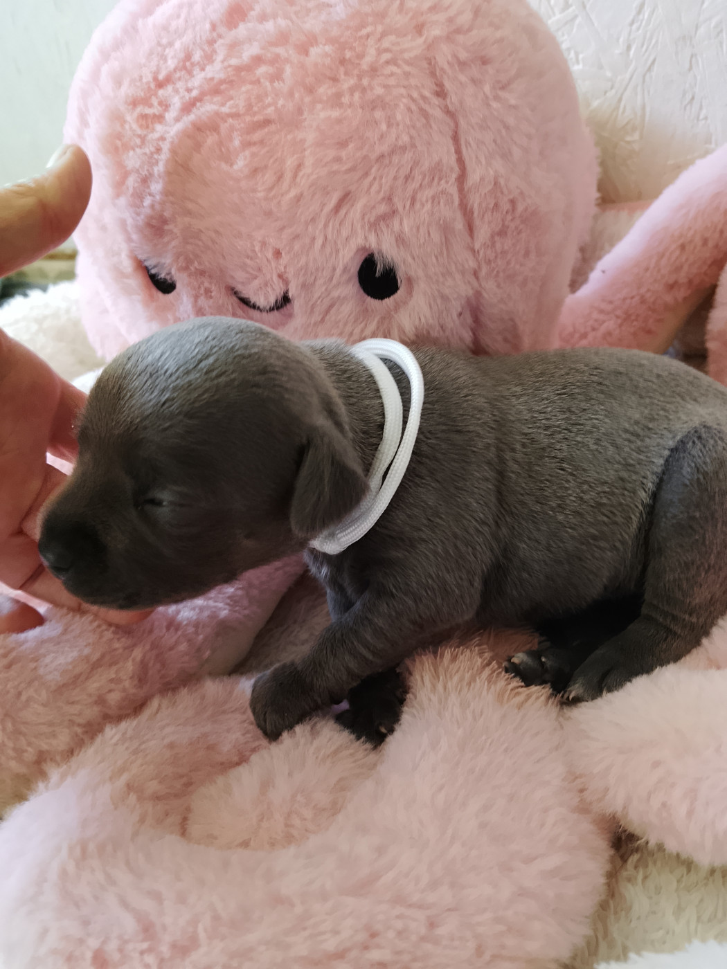 The World Of Angels White - Chiots disponibles - Staffordshire Bull Terrier