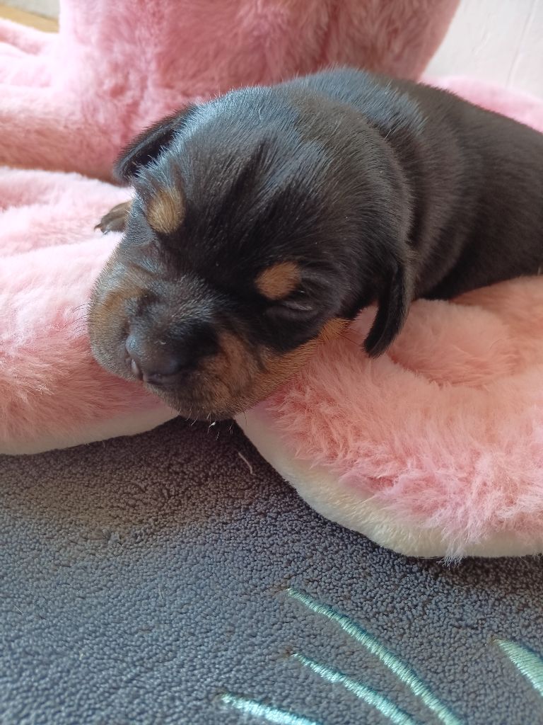 The World Of Angels White - Chiots disponibles - Staffordshire Bull Terrier