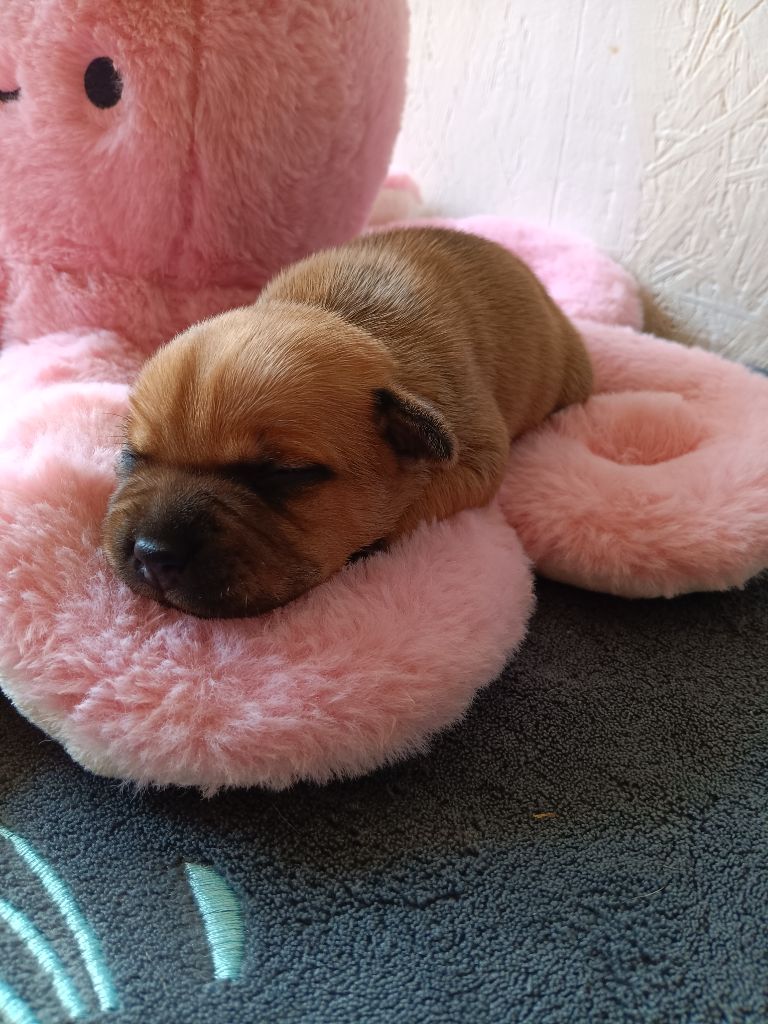 The World Of Angels White - Chiots disponibles - Staffordshire Bull Terrier