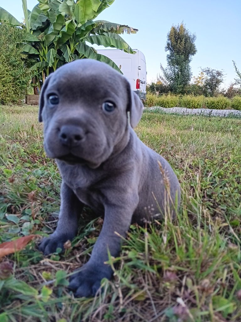 The World Of Angels White - Chiots disponibles - Staffordshire Bull Terrier