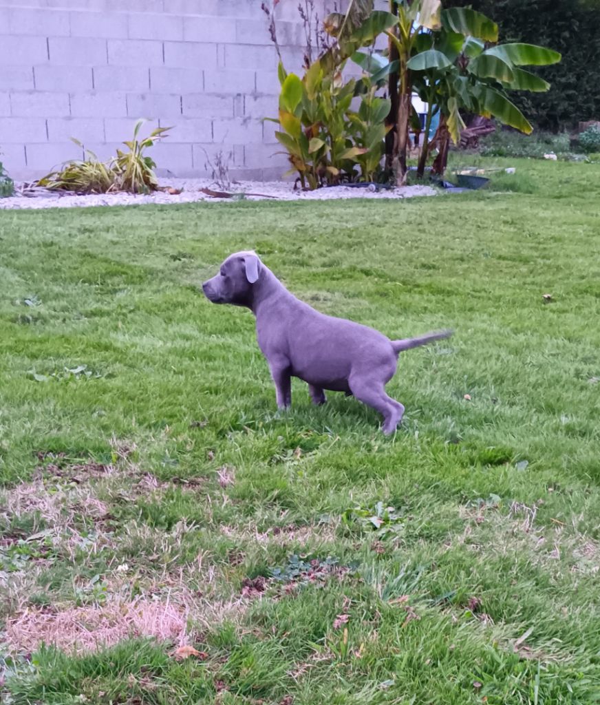 The World Of Angels White - Chiots disponibles - Staffordshire Bull Terrier