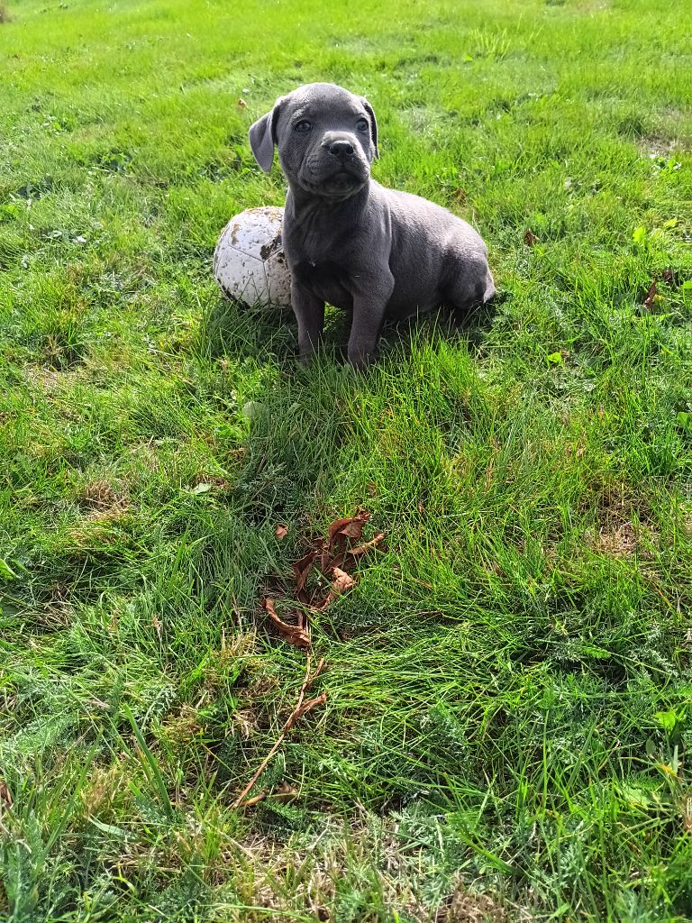 The World Of Angels White - Chiots disponibles - Staffordshire Bull Terrier