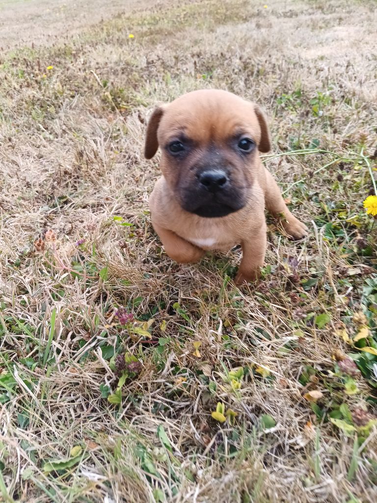 The World Of Angels White - Chiots disponibles - Staffordshire Bull Terrier