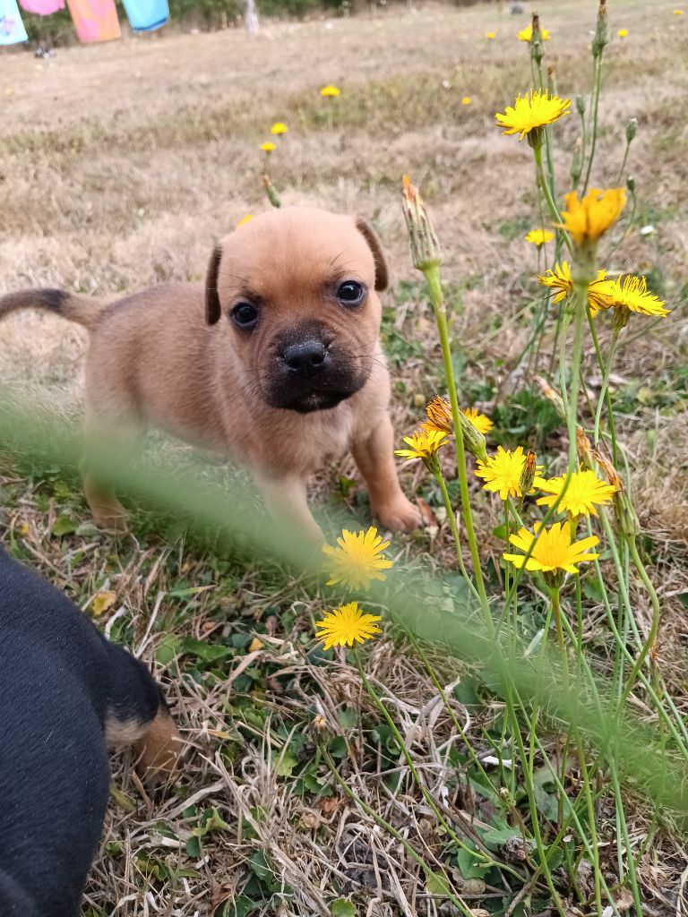 The World Of Angels White - Chiots disponibles - Staffordshire Bull Terrier