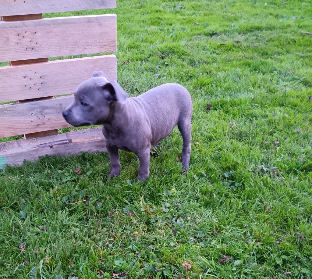 The World Of Angels White - Chiots disponibles - Staffordshire Bull Terrier