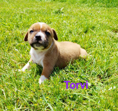 Torvi