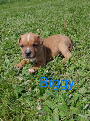 Biggy
