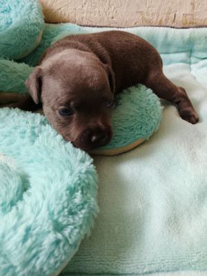 Chiot N°3