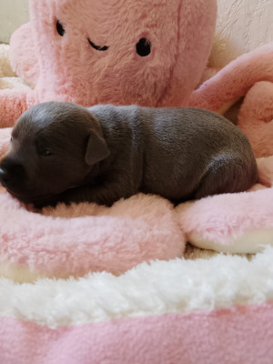 Chiot N°7