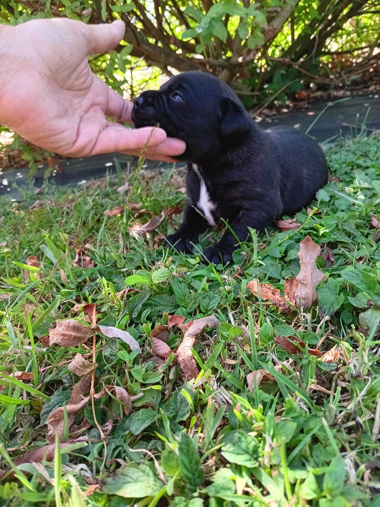 The World Of Angels White - Chiots disponibles - Staffordshire Bull Terrier