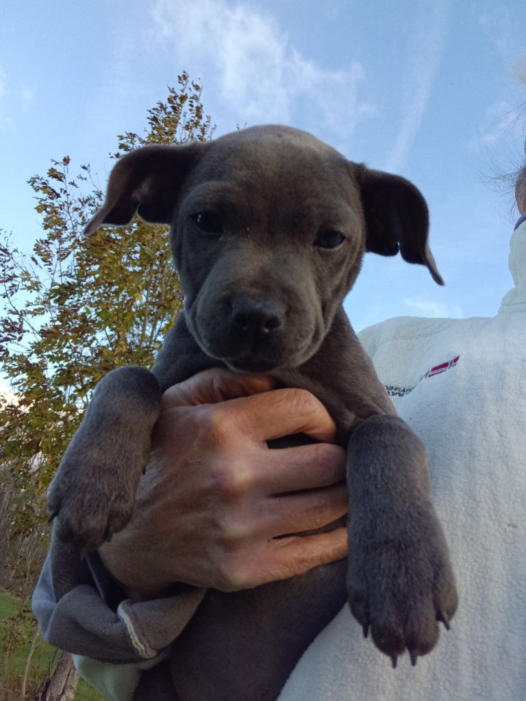 The World Of Angels White - Chiots disponibles - Staffordshire Bull Terrier