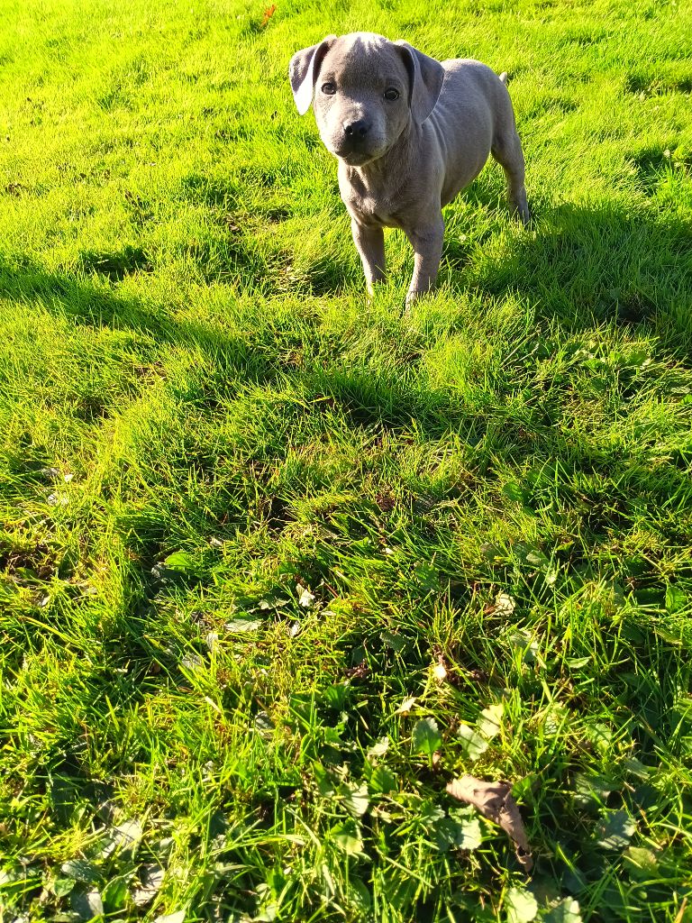 The World Of Angels White - Chiots disponibles - Staffordshire Bull Terrier