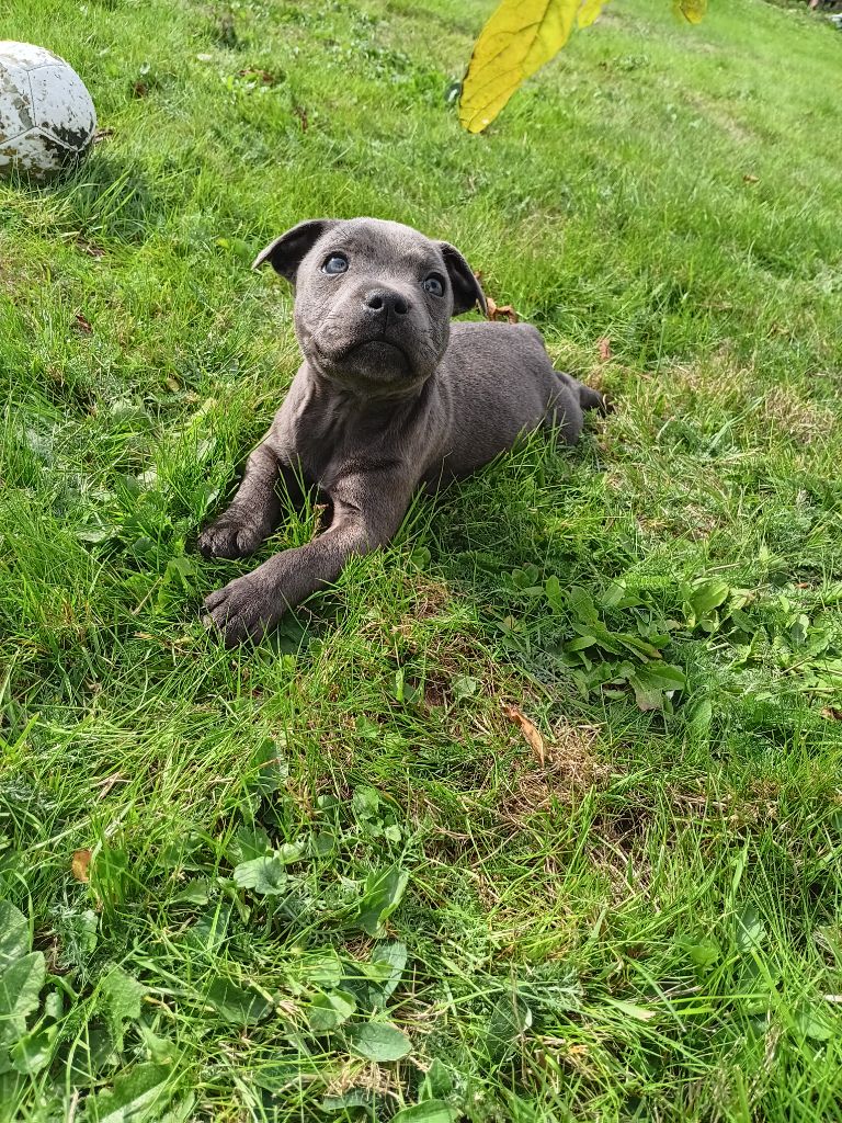 The World Of Angels White - Chiots disponibles - Staffordshire Bull Terrier