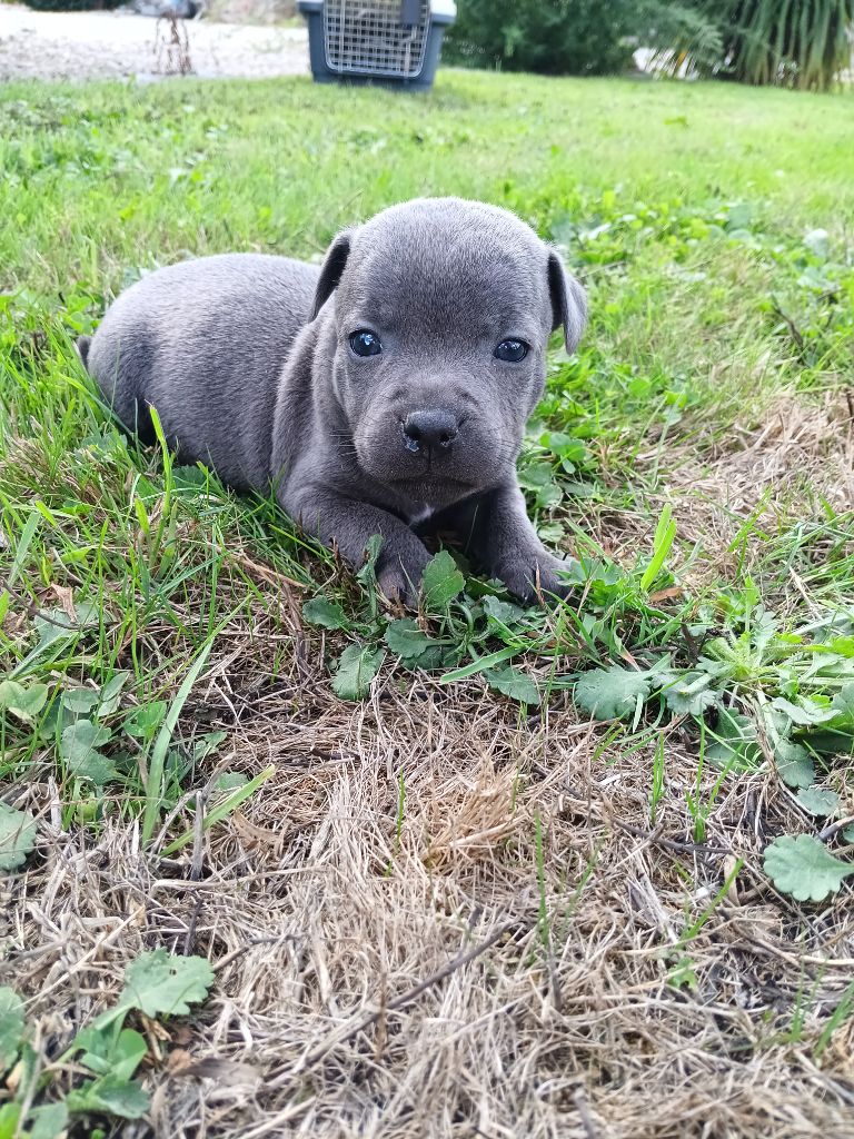 The World Of Angels White - Staffordshire Bull Terrier - Portée née le 10/08/2025